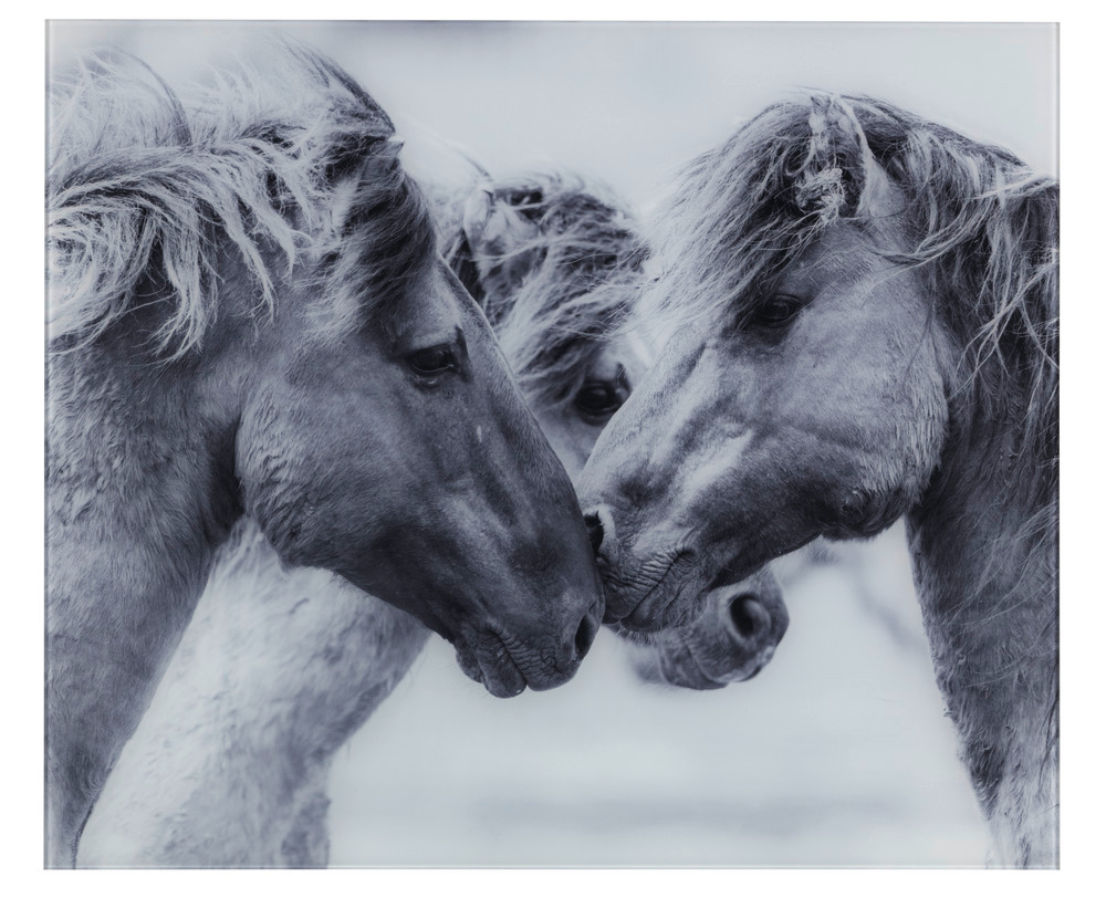 Glasrückwand Horses  Spritzschutz